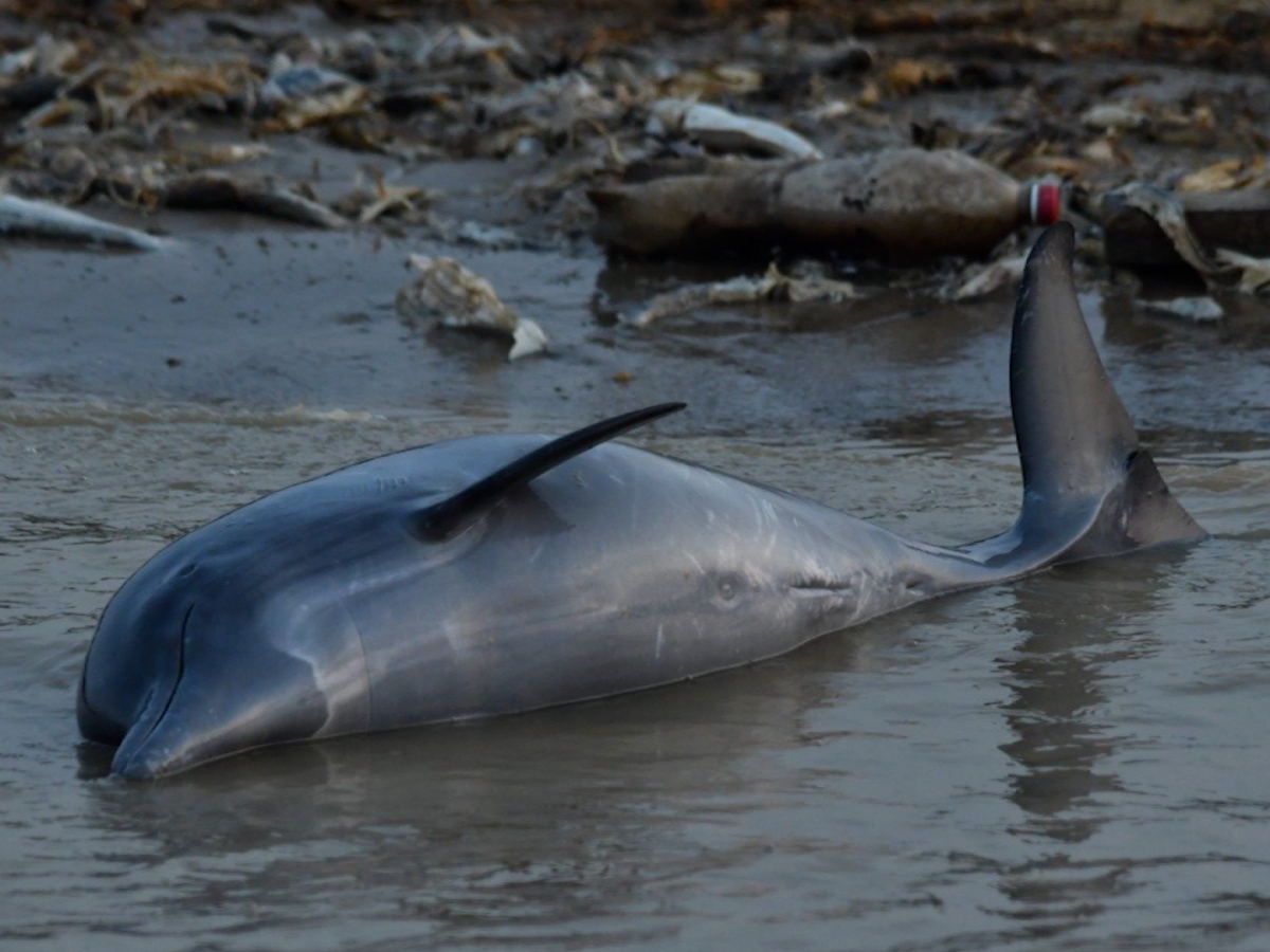Centenares de delfines mueren por sequía en el Amazonas
